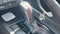 2026 Hyundai Elantra N Line